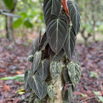 Philodendron melanochrysum Black Plant