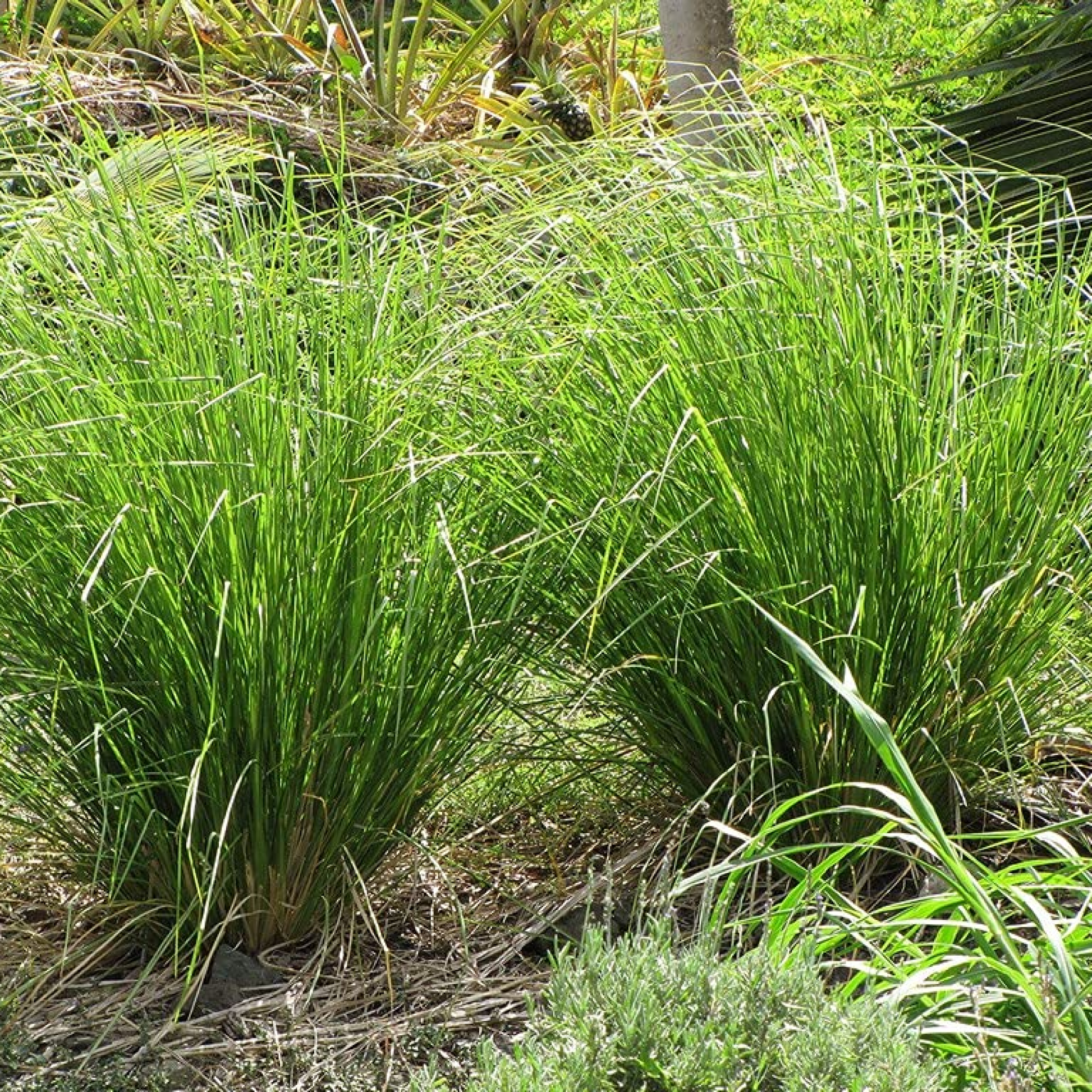 Khus Vetiver Plant