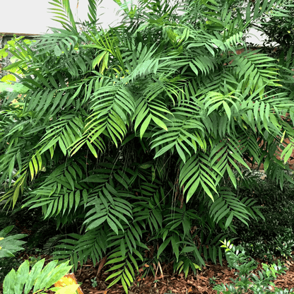Chamaedorea Hardy Bamboo Palm Plant