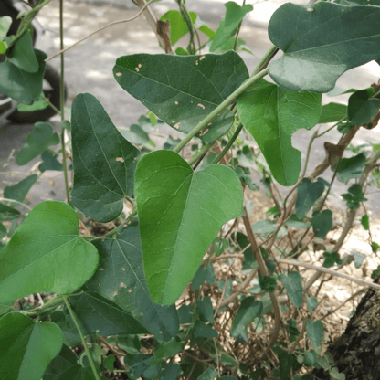 Cocculus Hirsutus Plant