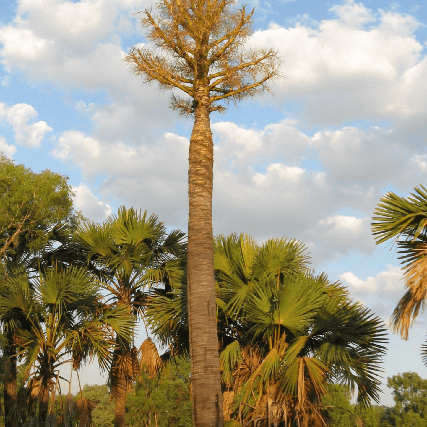 Corypha utan: elata Plant