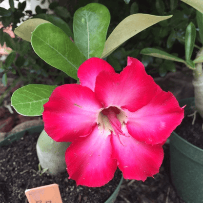 Adenium Plant, Desert Rose (Red Double) - Plant