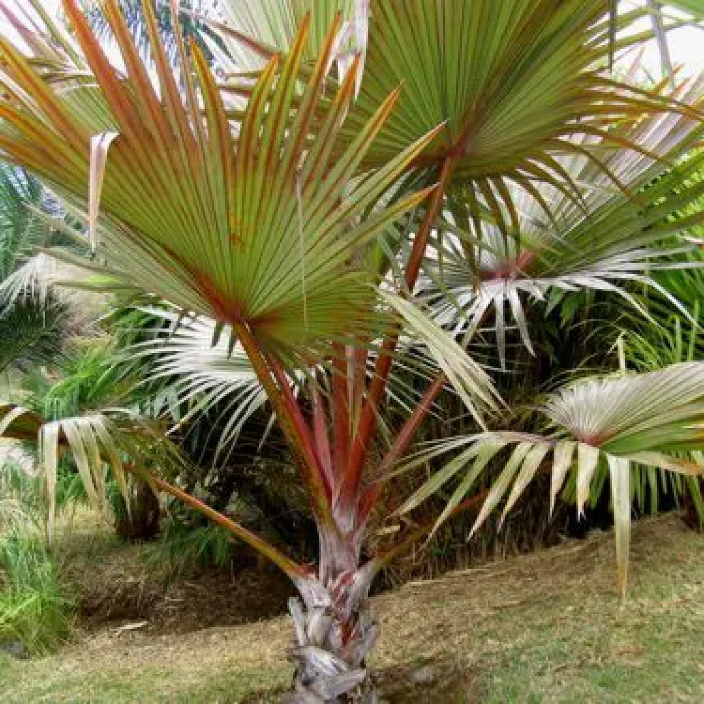 Red Latan Palm, Latania Lontaroides - Plant
