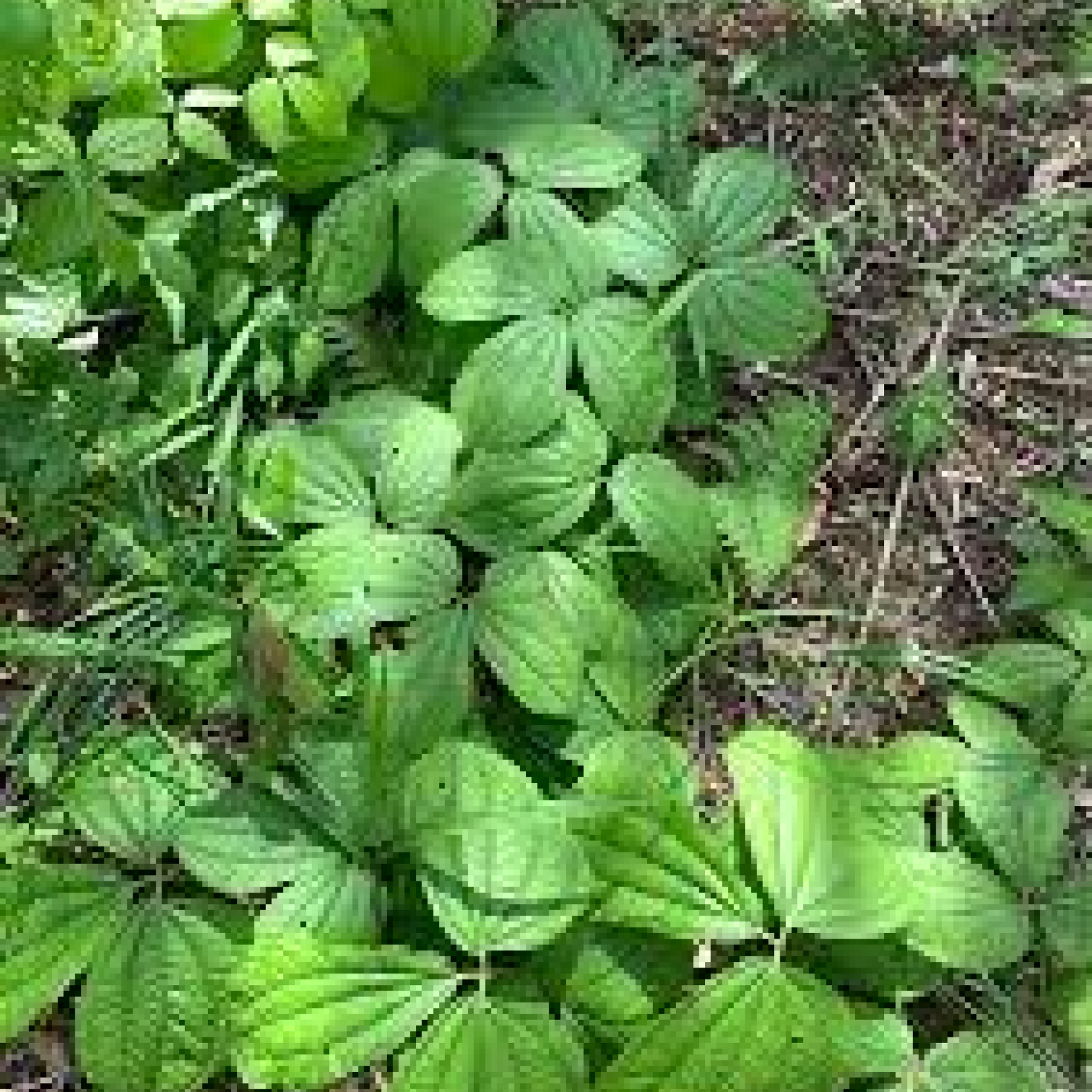 Dioscorea Hispida Plant