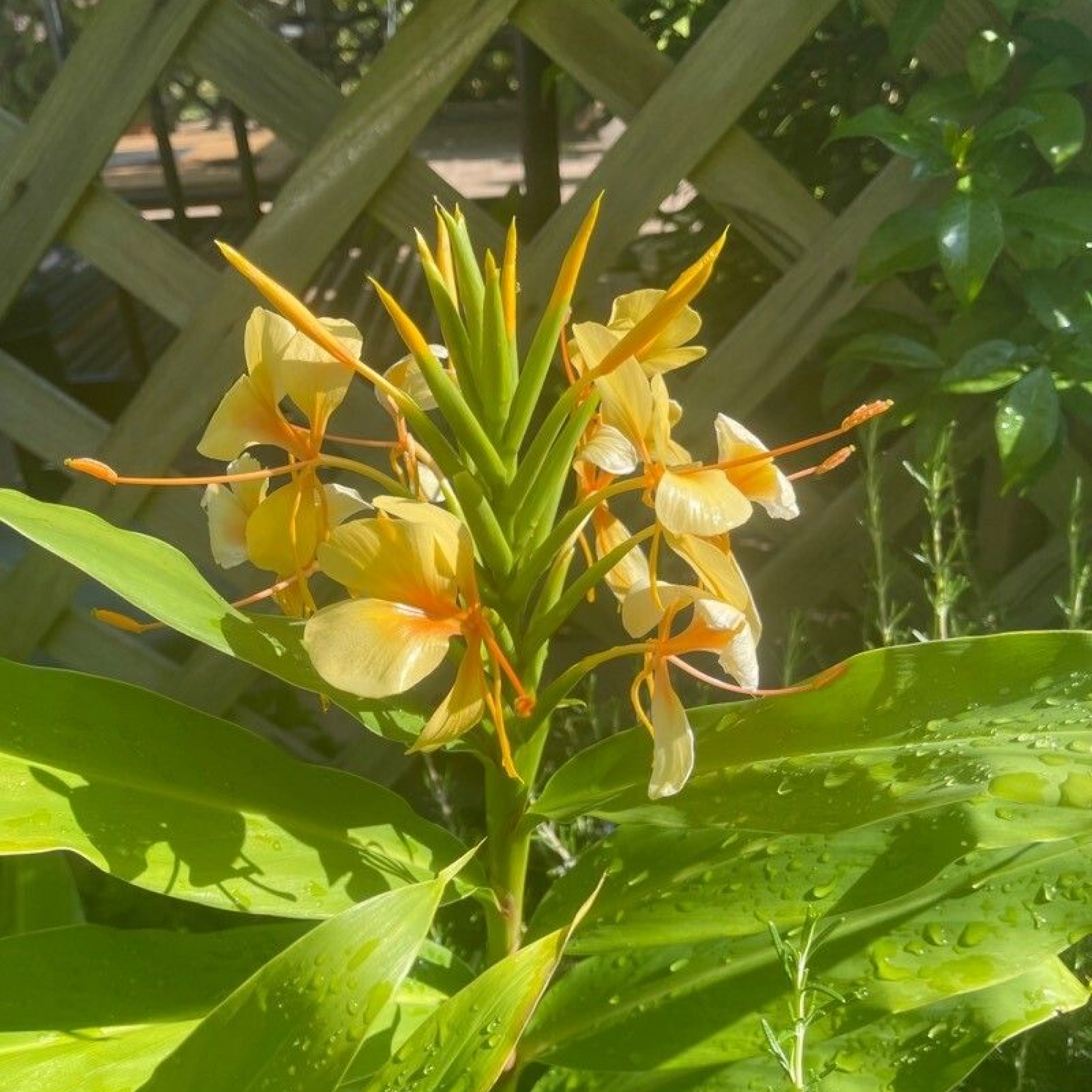 Hedychium flavescens Plant