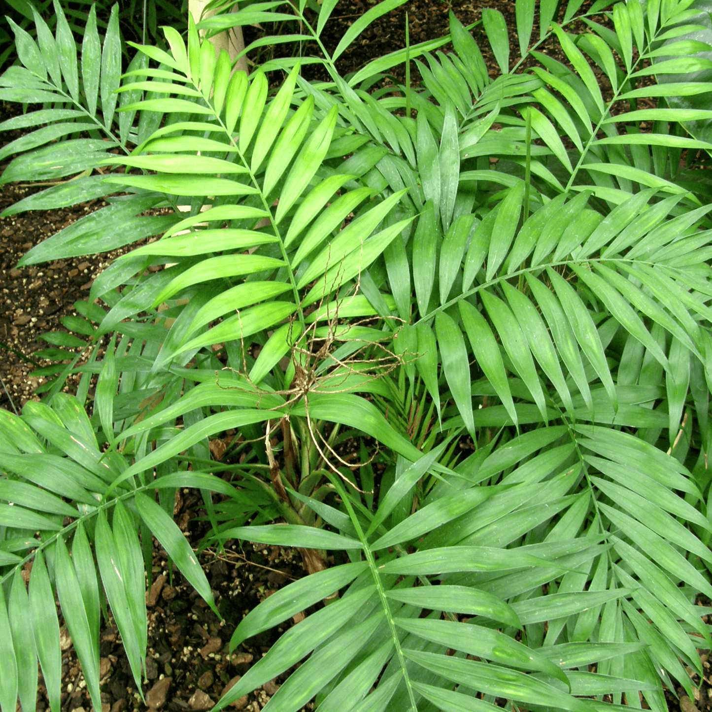 Chamaedorea Elegans, Parlour Palm - Plant