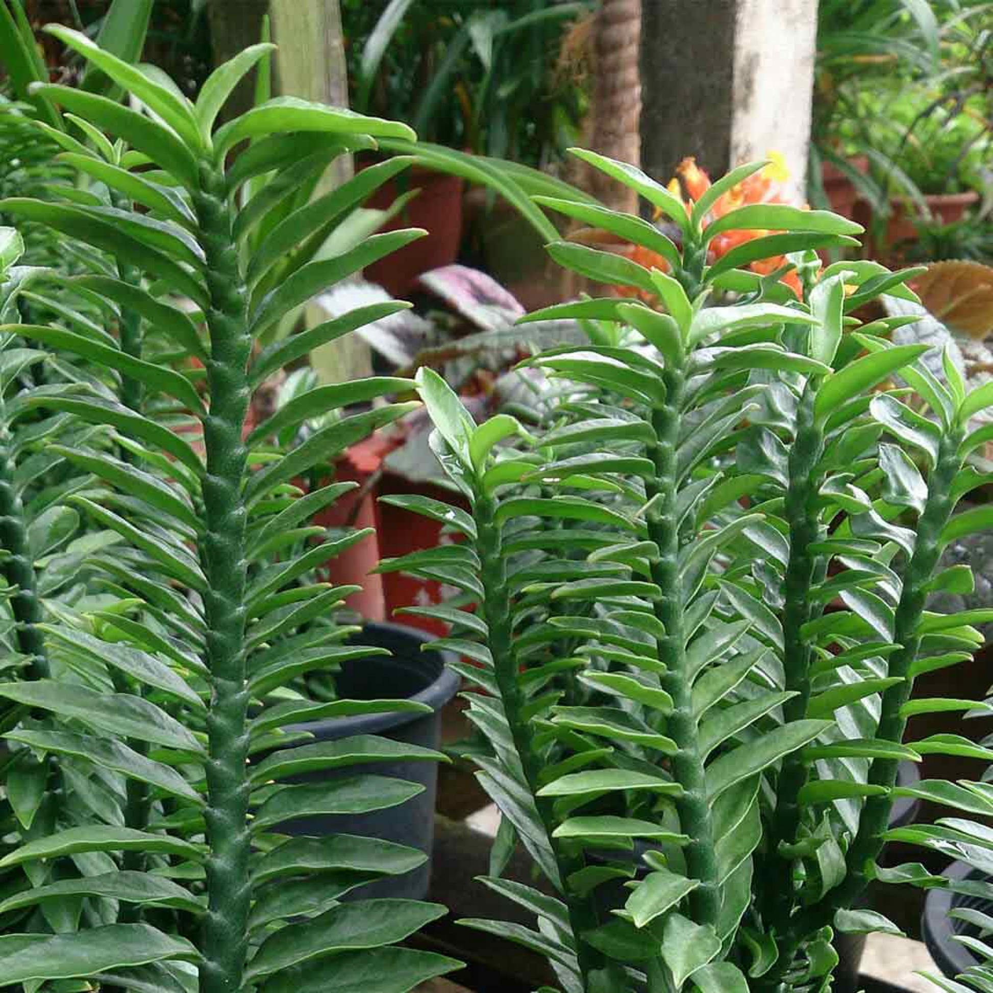 Pedilanthus tithymaloides (Green) Plant