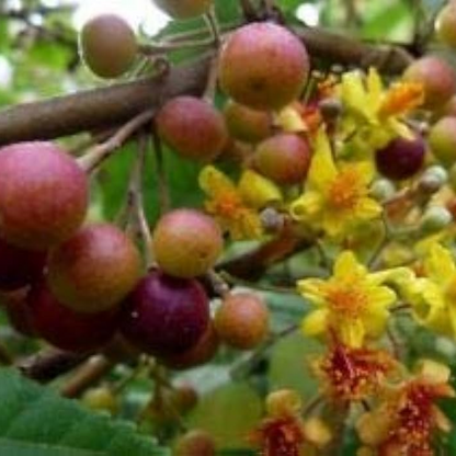 Phalsa Falsa Grewia asiatica Plant