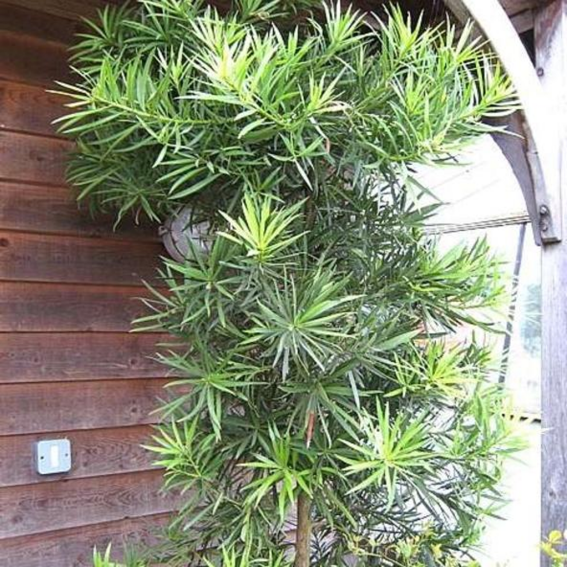 Podocarpus Macrophyllus Pine Plant