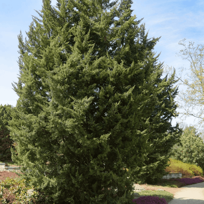 Chinese Juniper Juniperus variegata Plant