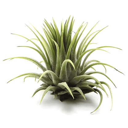 Air Plant Tillandsia Ionantha Var Ionantha Plant