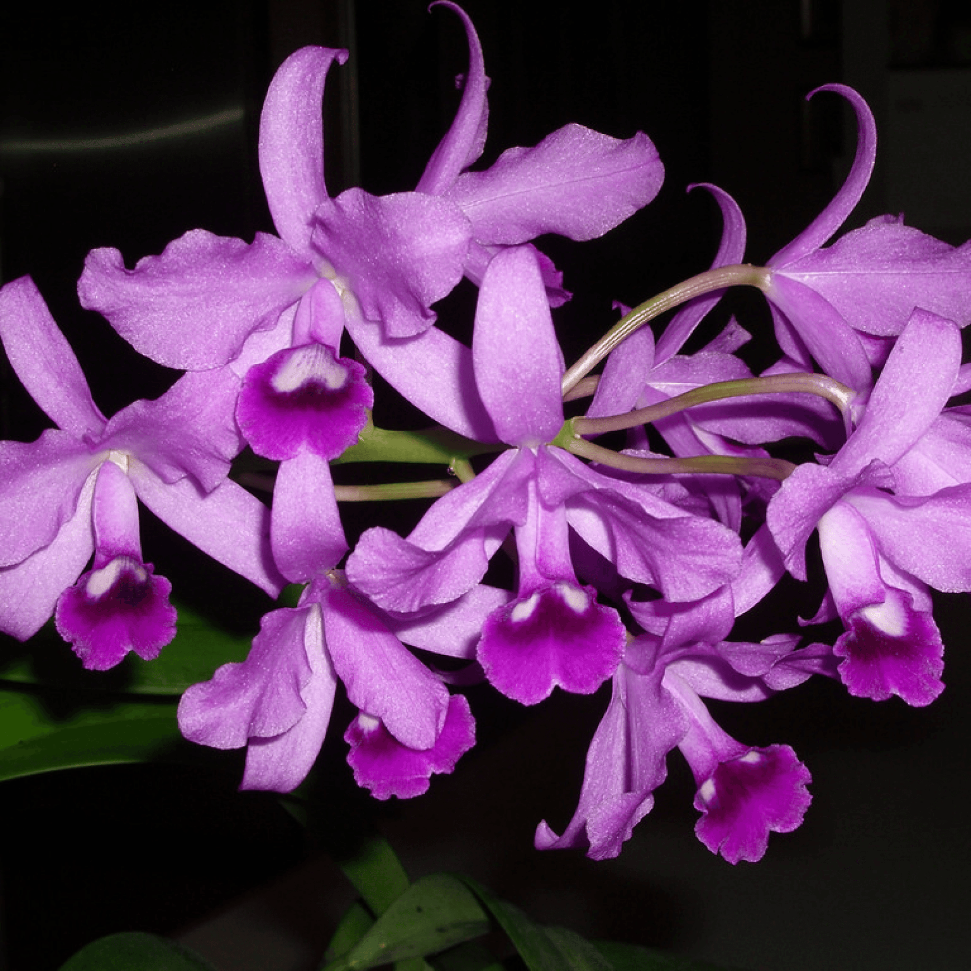 Cattleya Bowringiana Plant