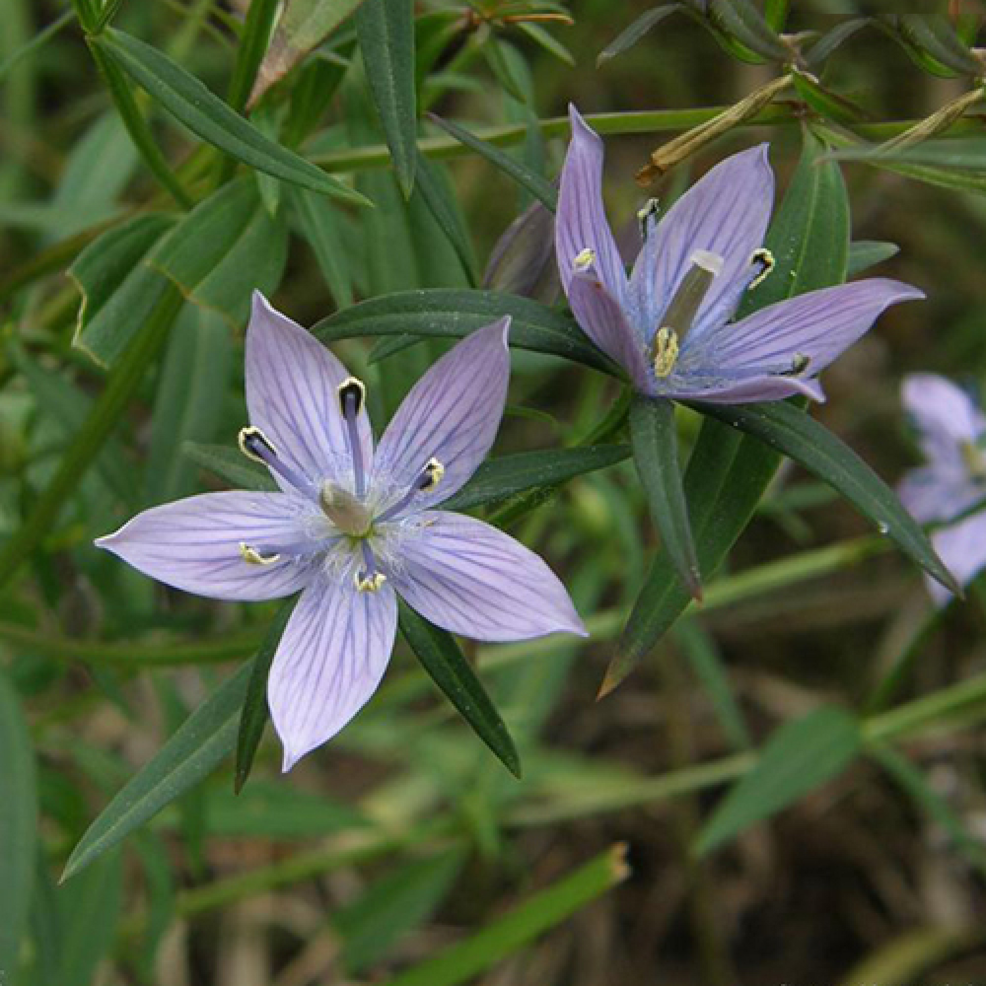  Swertia chiraita Plant