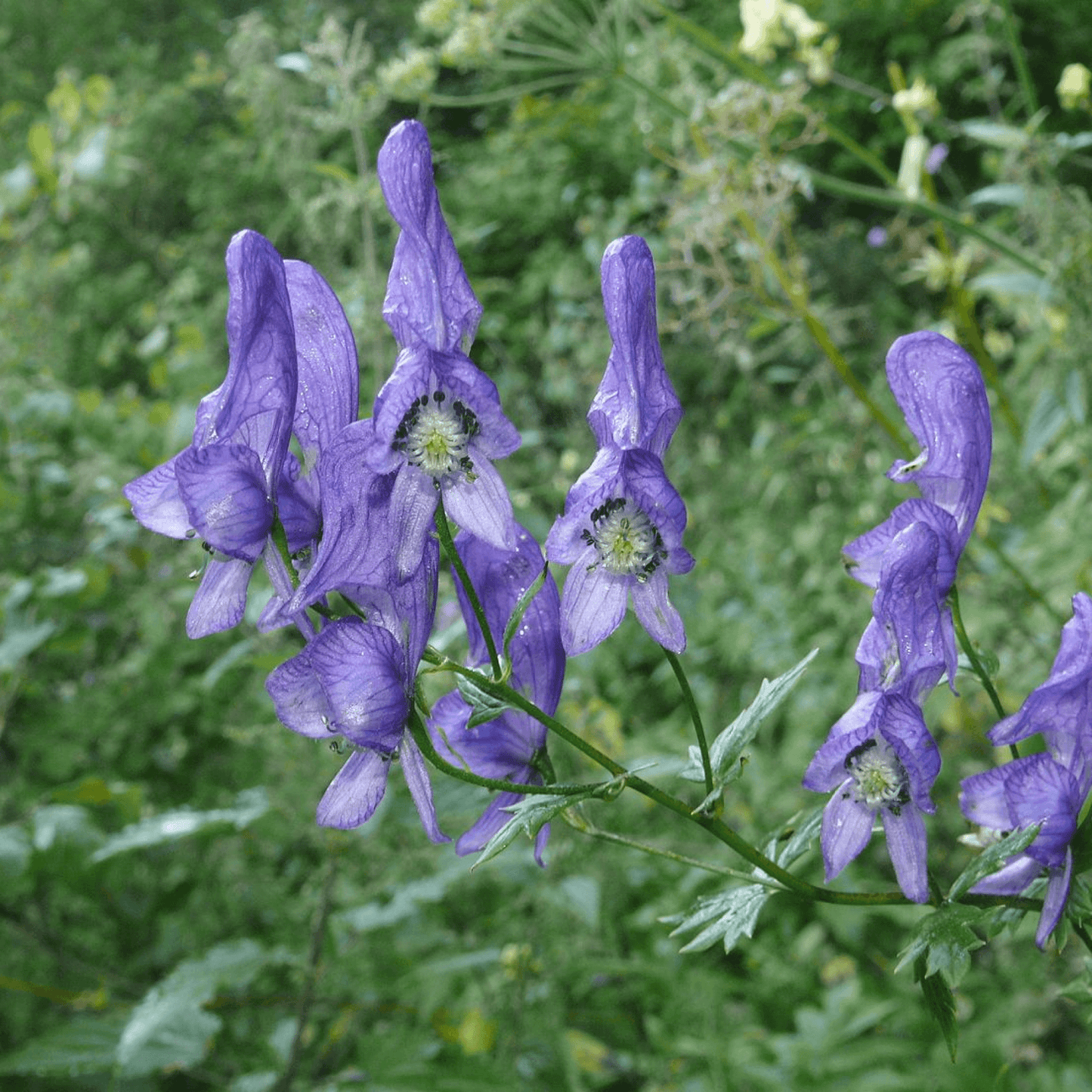 Aconitum Violaceum Plant