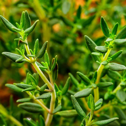 Thyme Thymus vulgaris Plant