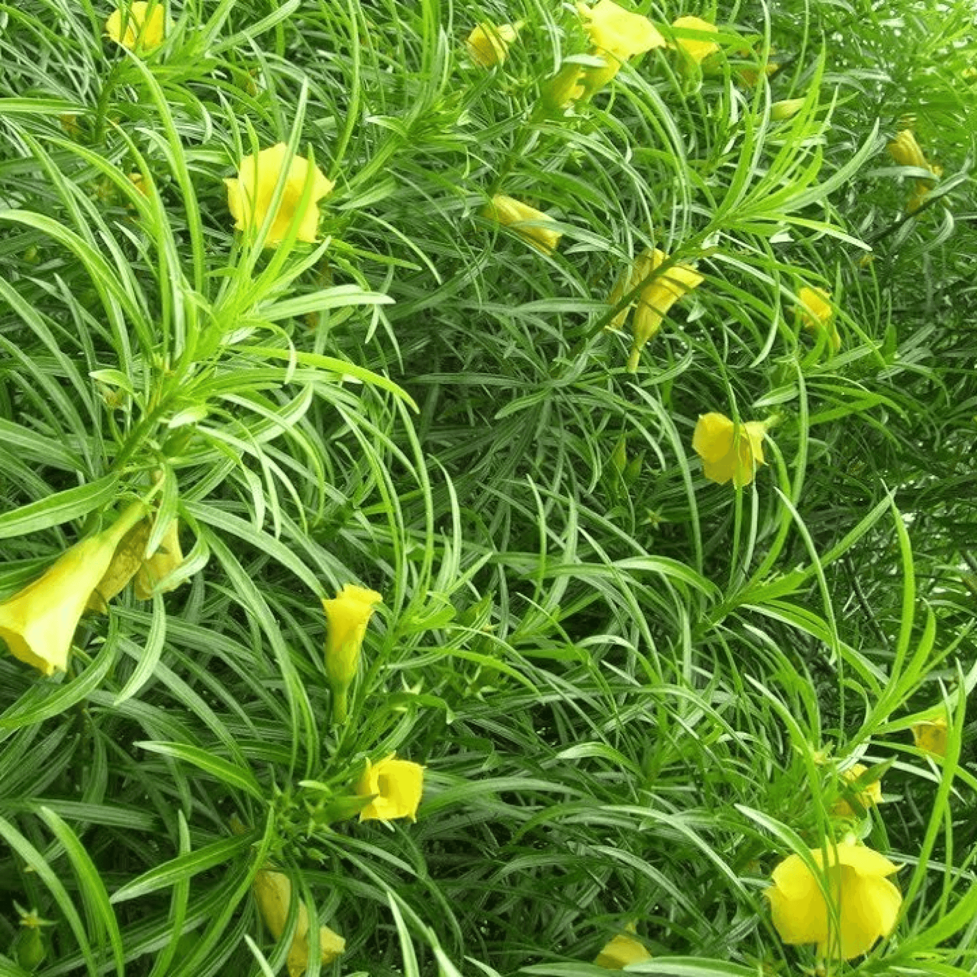 Cascabela Yellow Oleander(Yellow) Plant