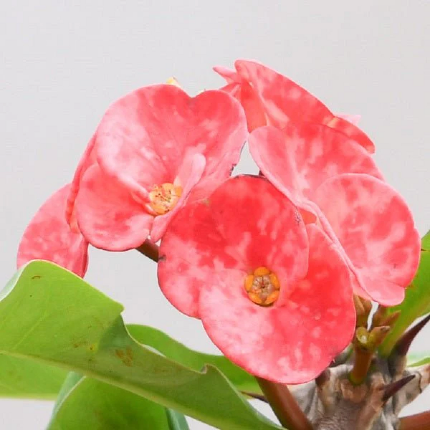 Euphorbia (Peach) - Succulent Plant