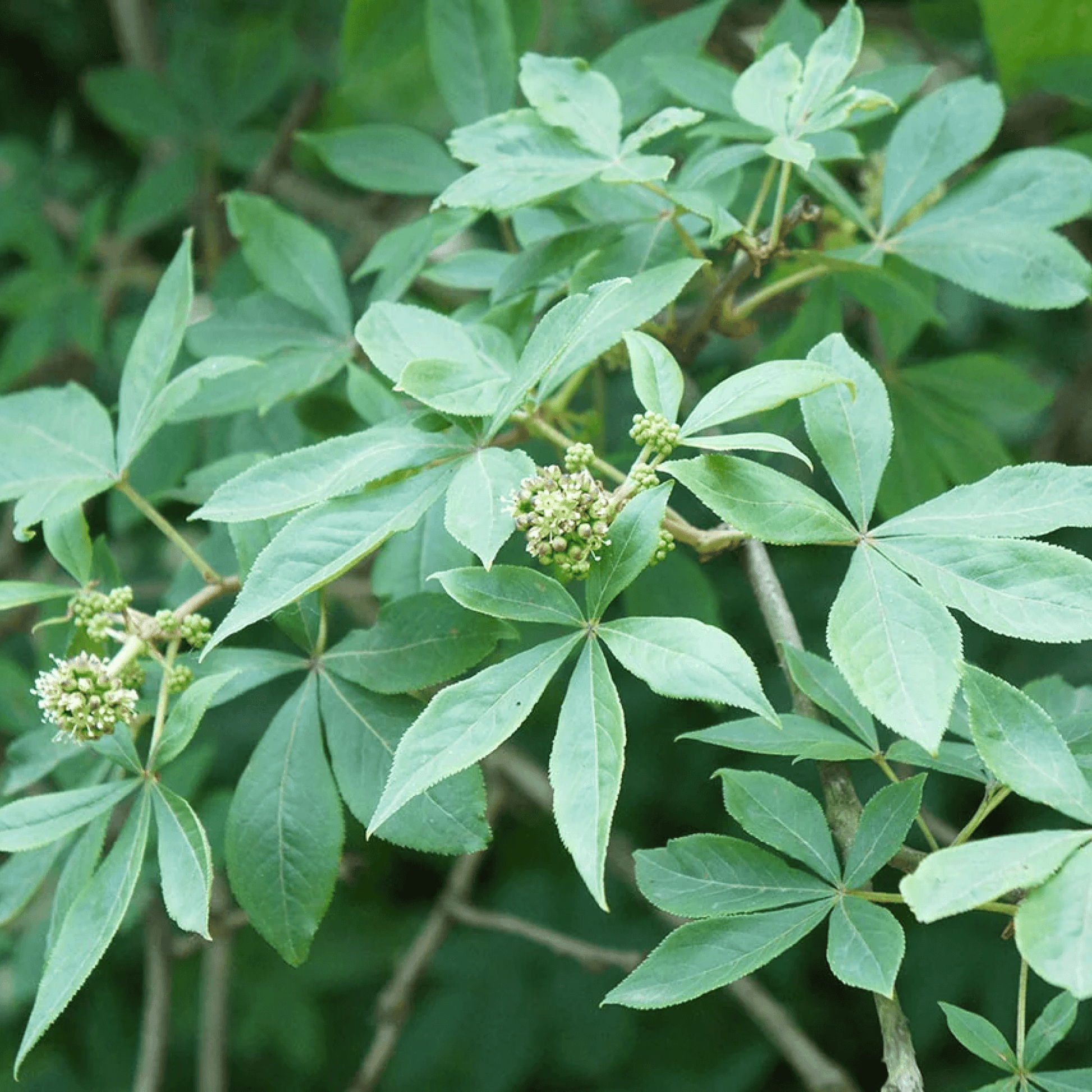 Eleuthero Plant