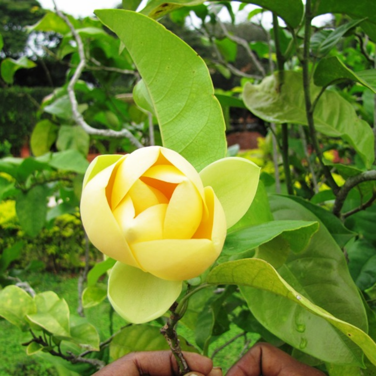 Magnolia mutablis Plant