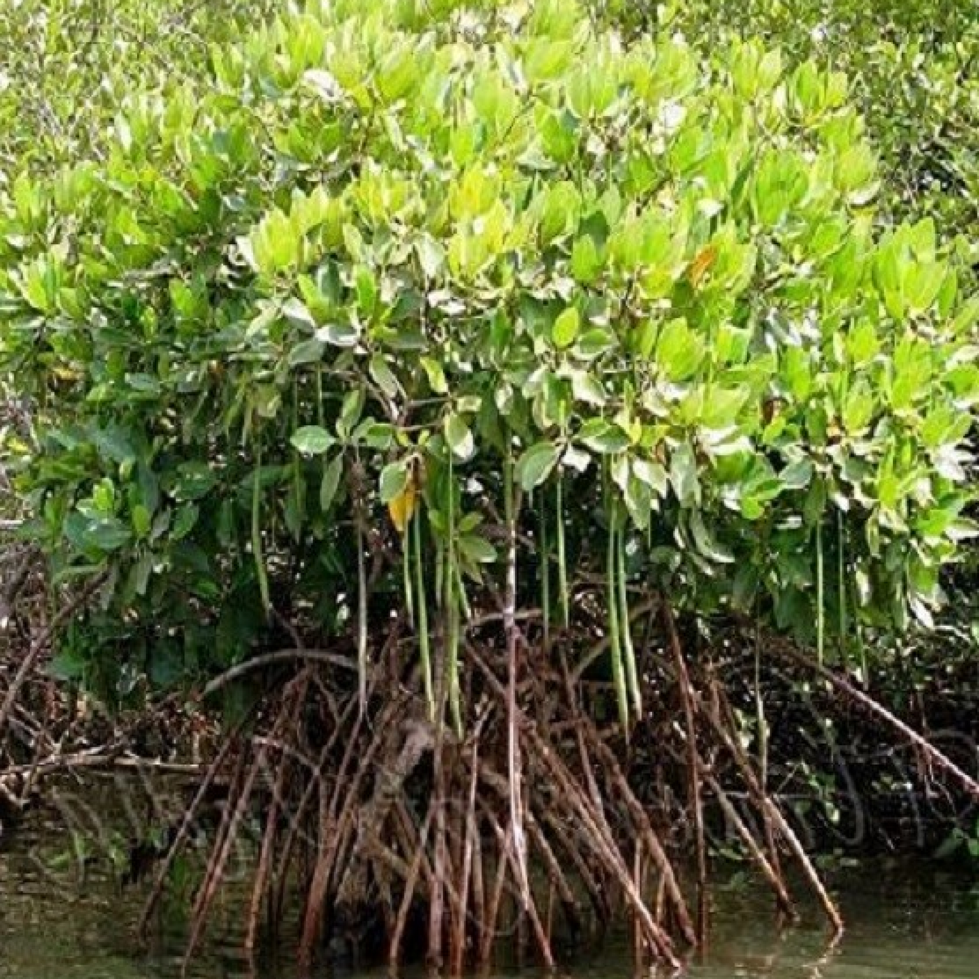 Rhizophora mucronata Plant