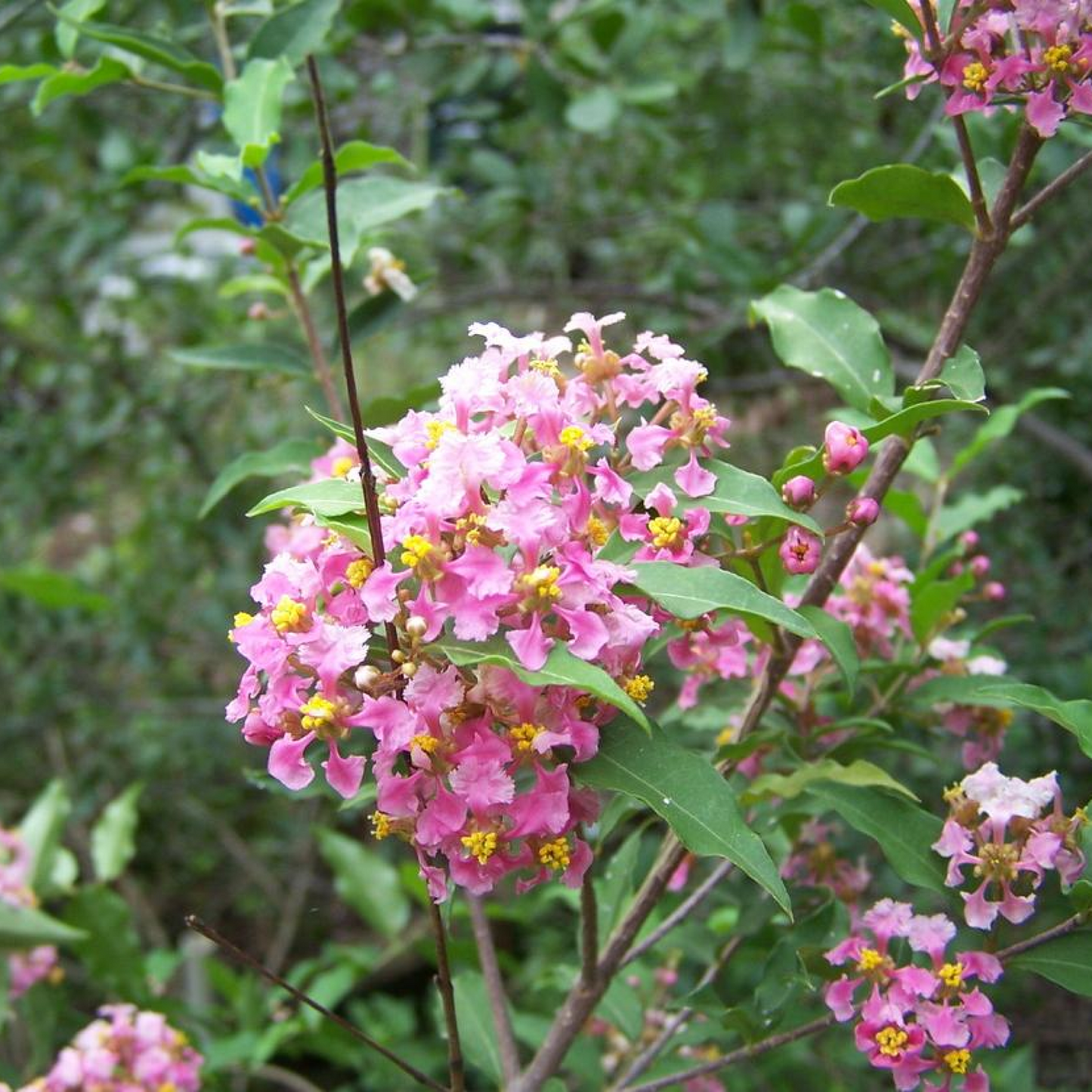 Malpighia Glabra Pink Flowering Plant