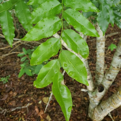 Myroxylon Balsamum Plant