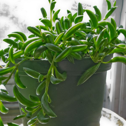 Senecio radicans Succulent Plant