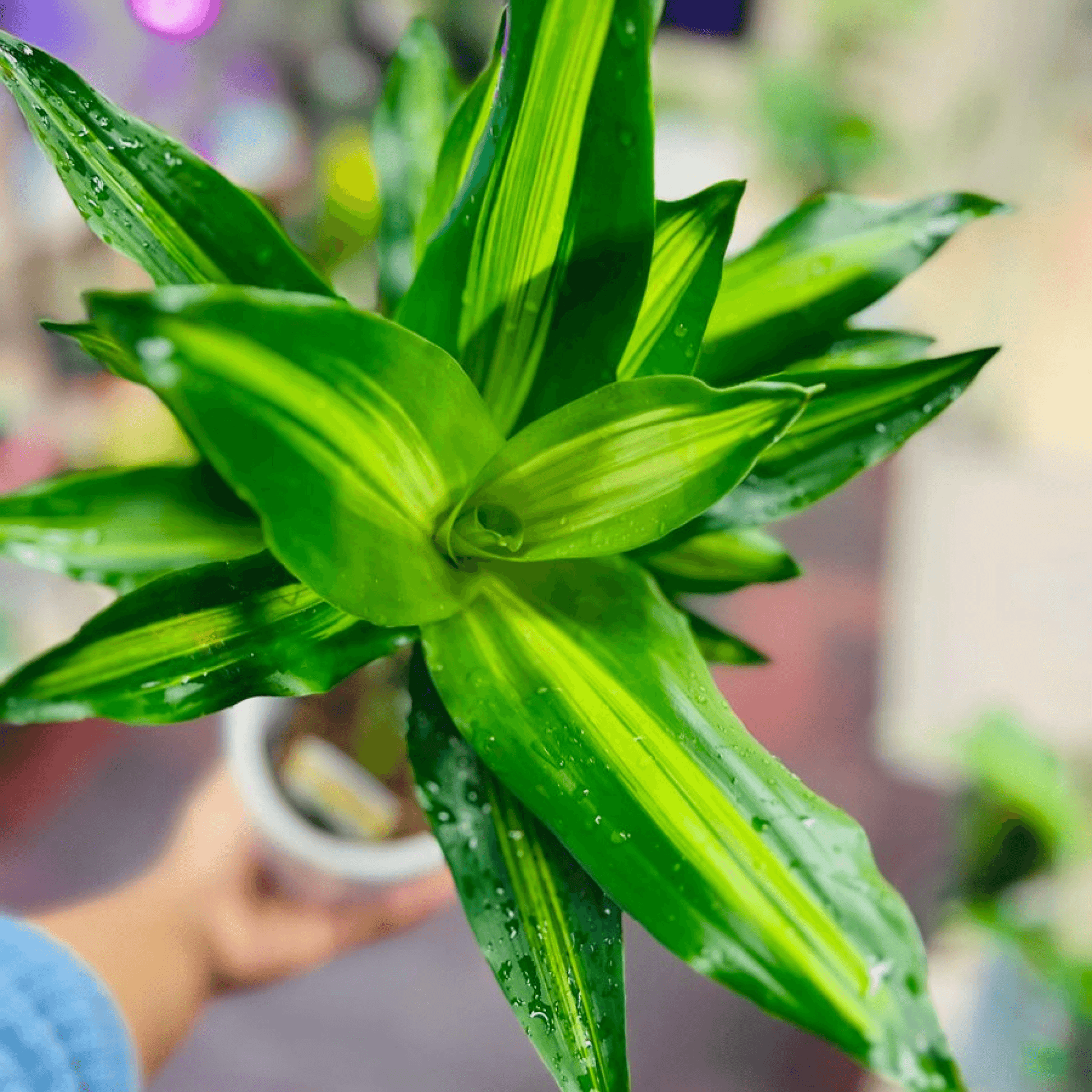 Cordelini Kiwi Dracaena Kiwi Plant