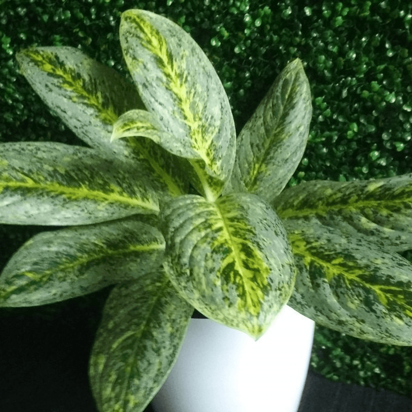 Aglaonema Butterfly Plant