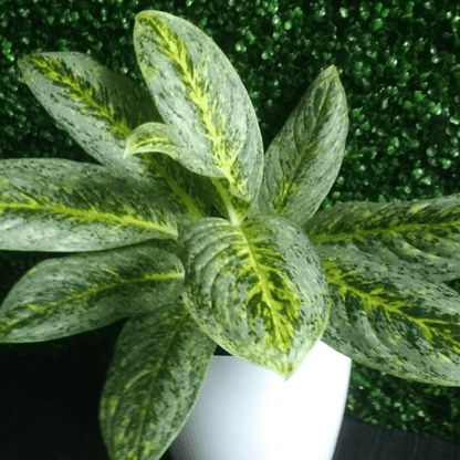 Aglaonema Butterfly - Plant