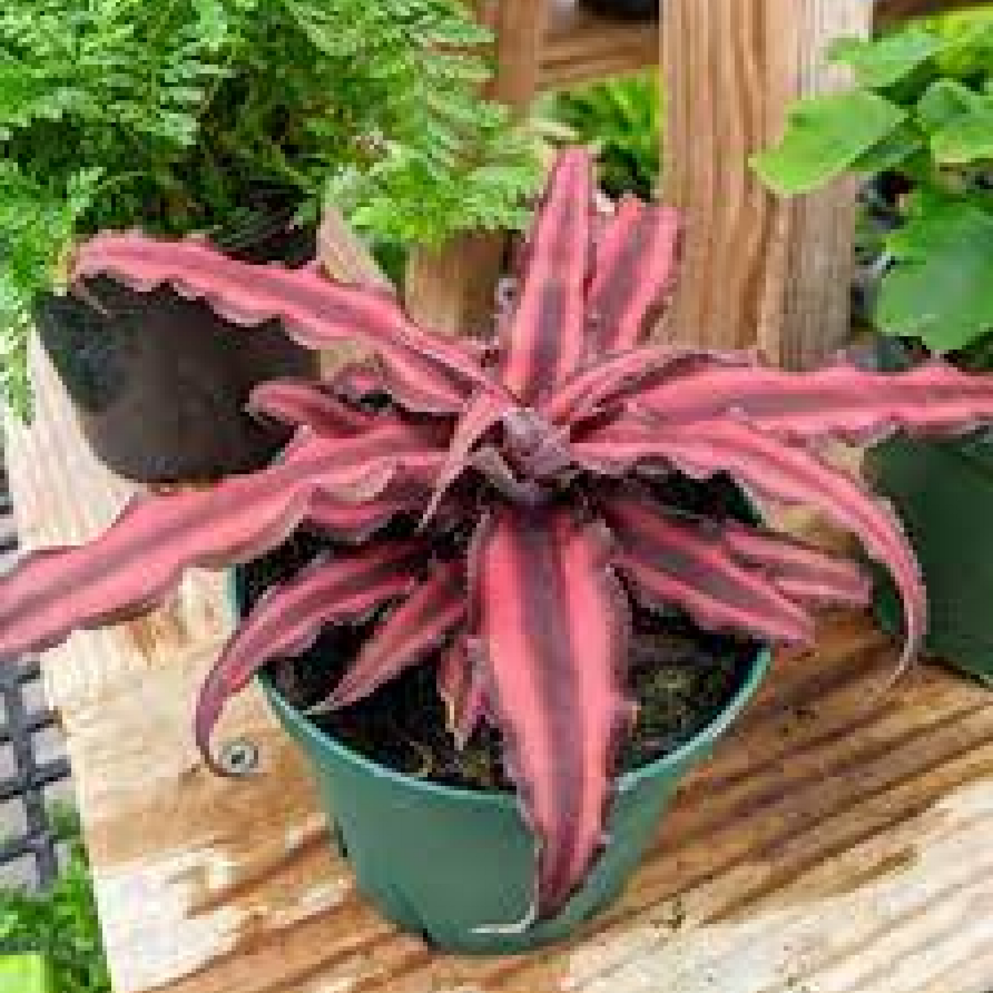 Cryptanthus neon Earthstar neon Plant