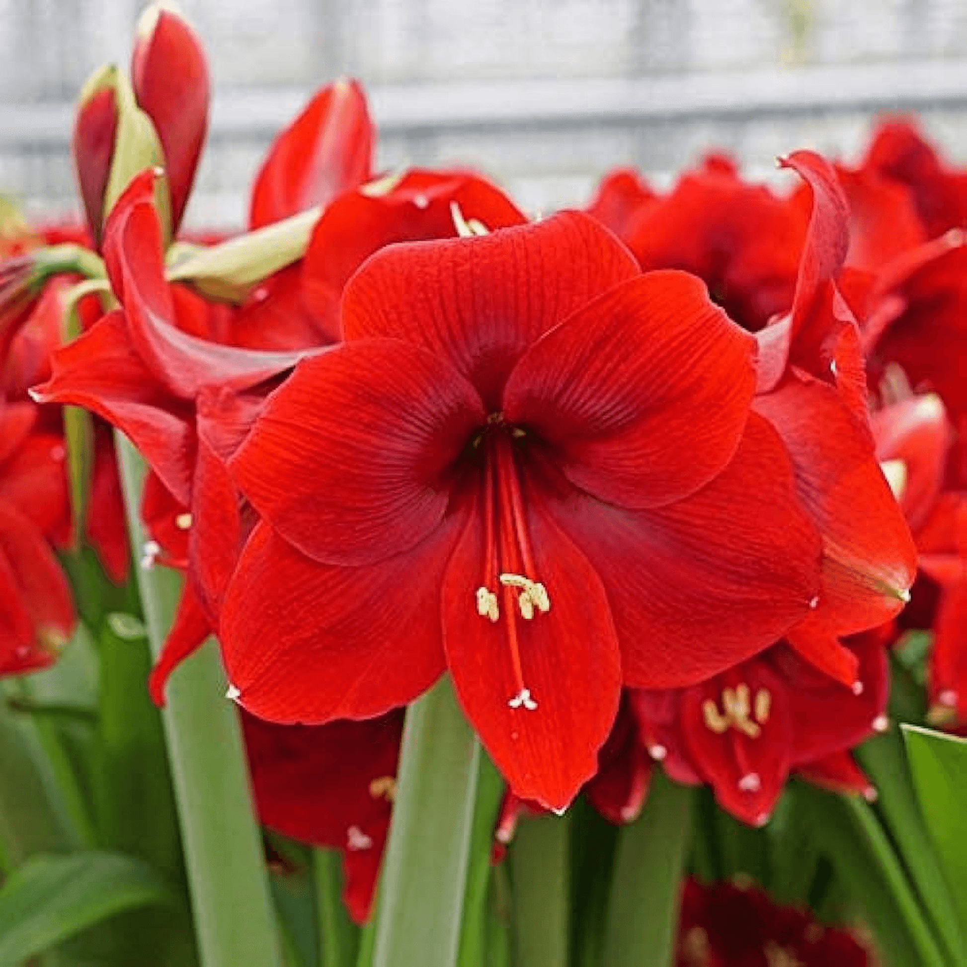 Amaryllis Lily Double ( Red ) Plant