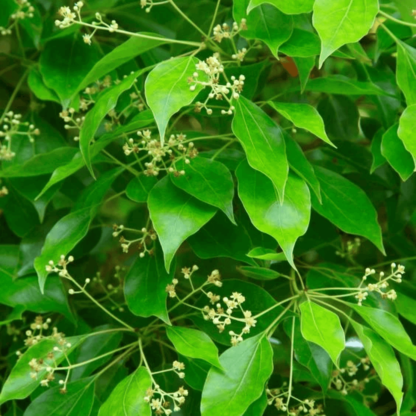 Cinnamomum camphora Kapur Plant