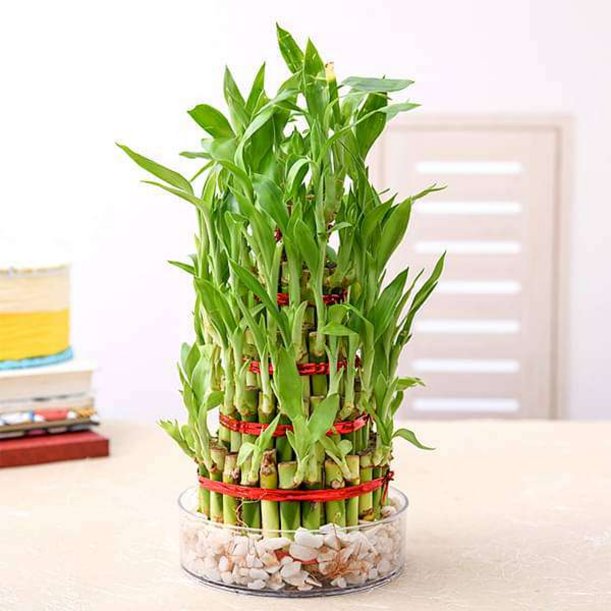 Pineapple Basket Lucky Bamboo in a Bowl