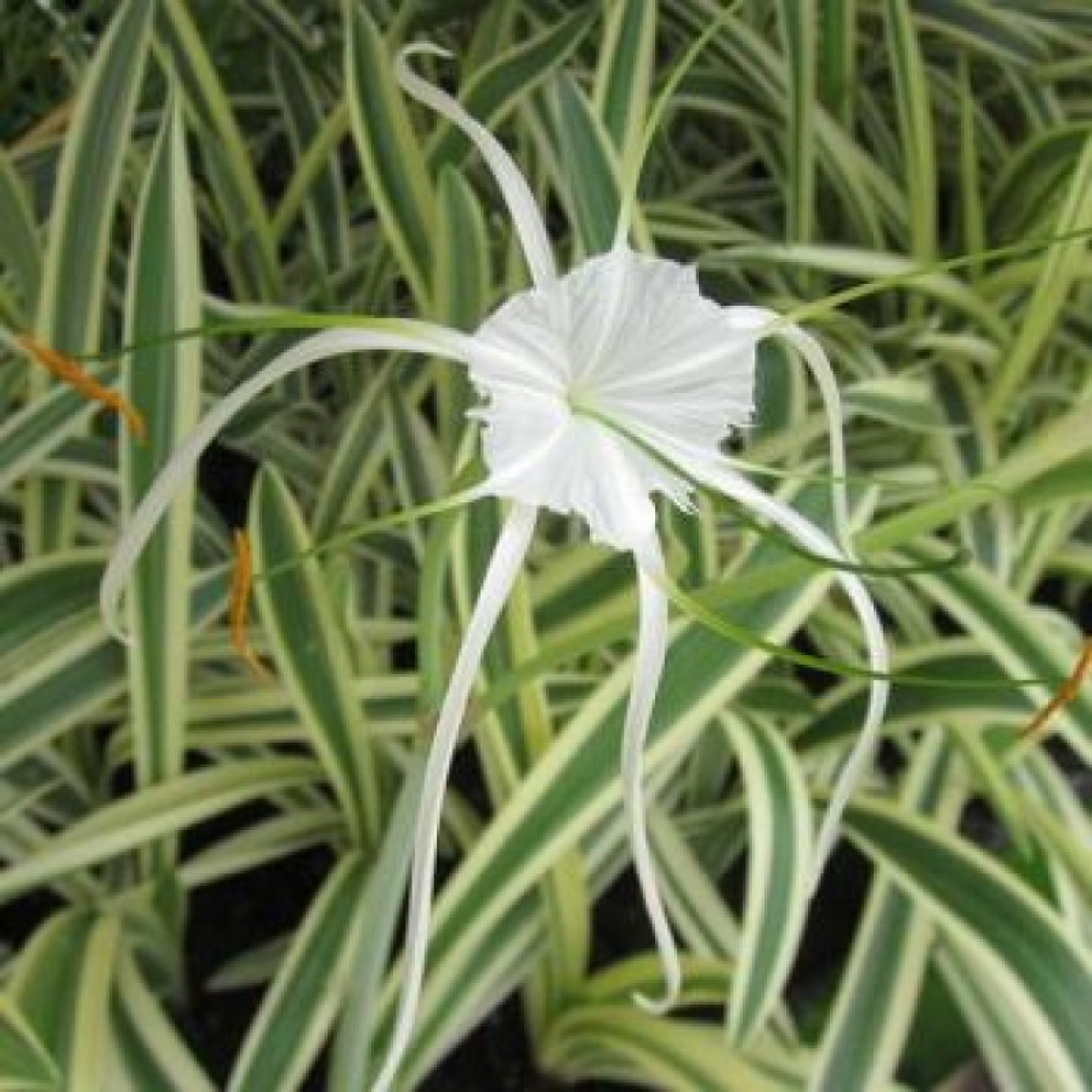 Variegated Spider Lily Plant