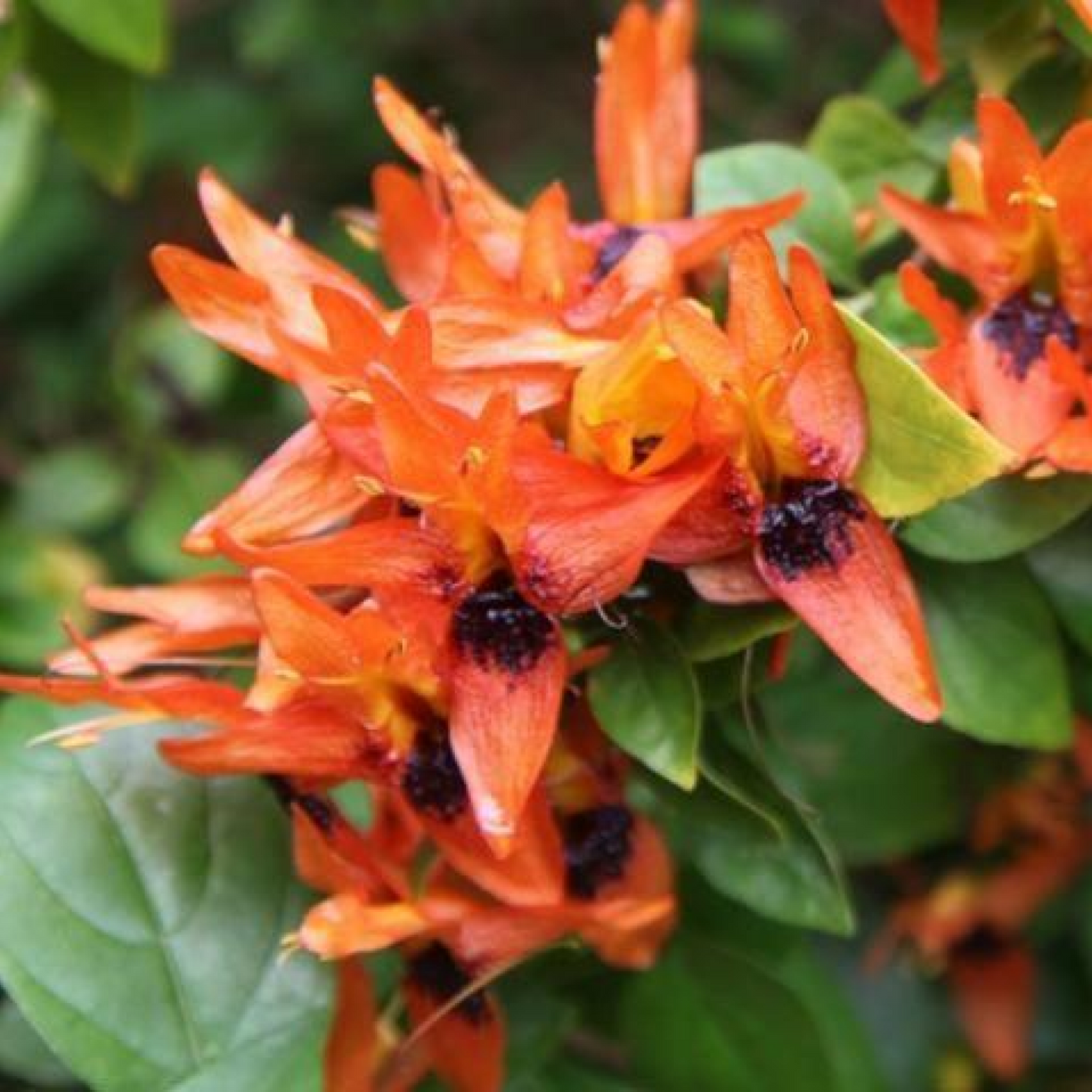Ruttya fruticosa Plant 