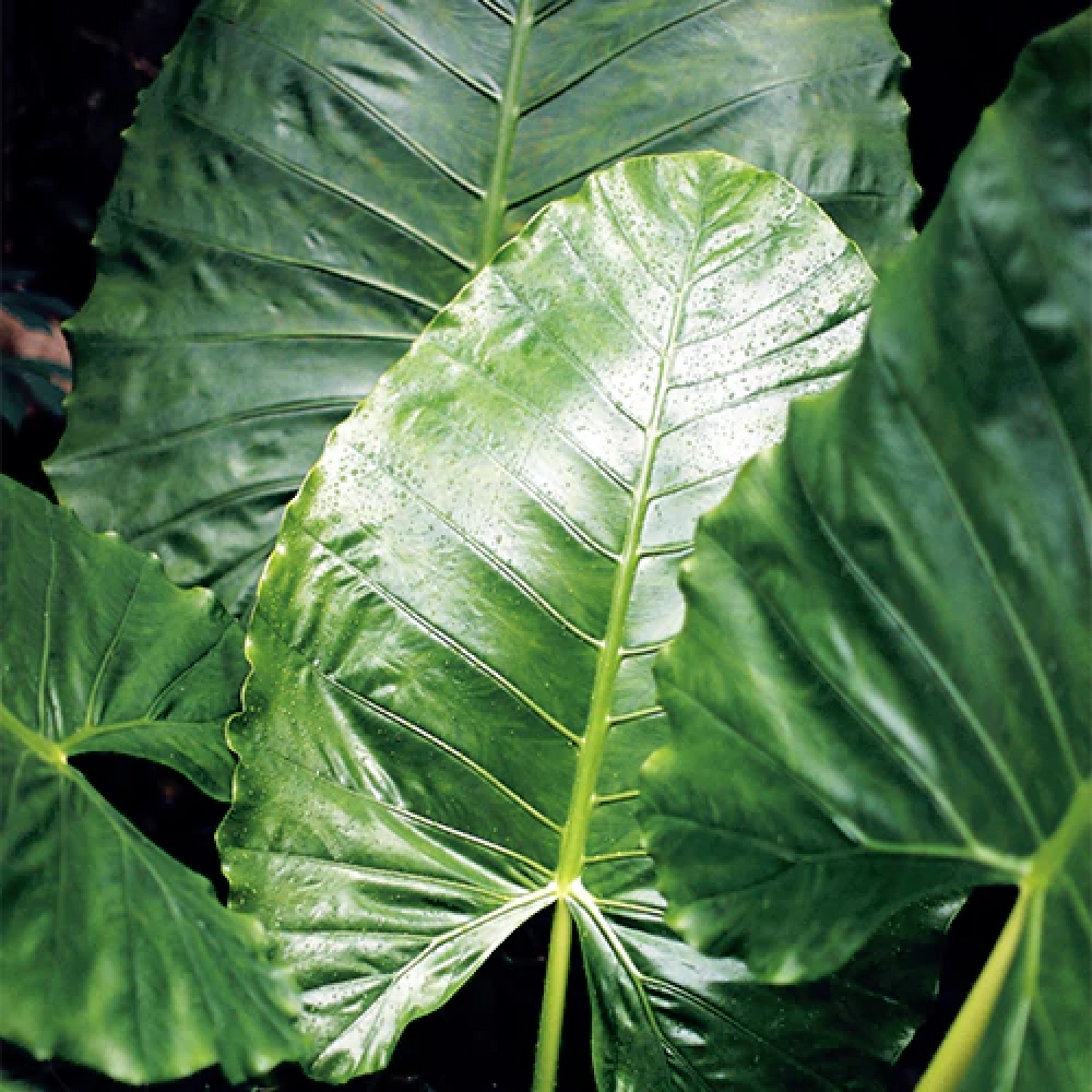 Alocasia, Elephant Ear (Green) - Plant