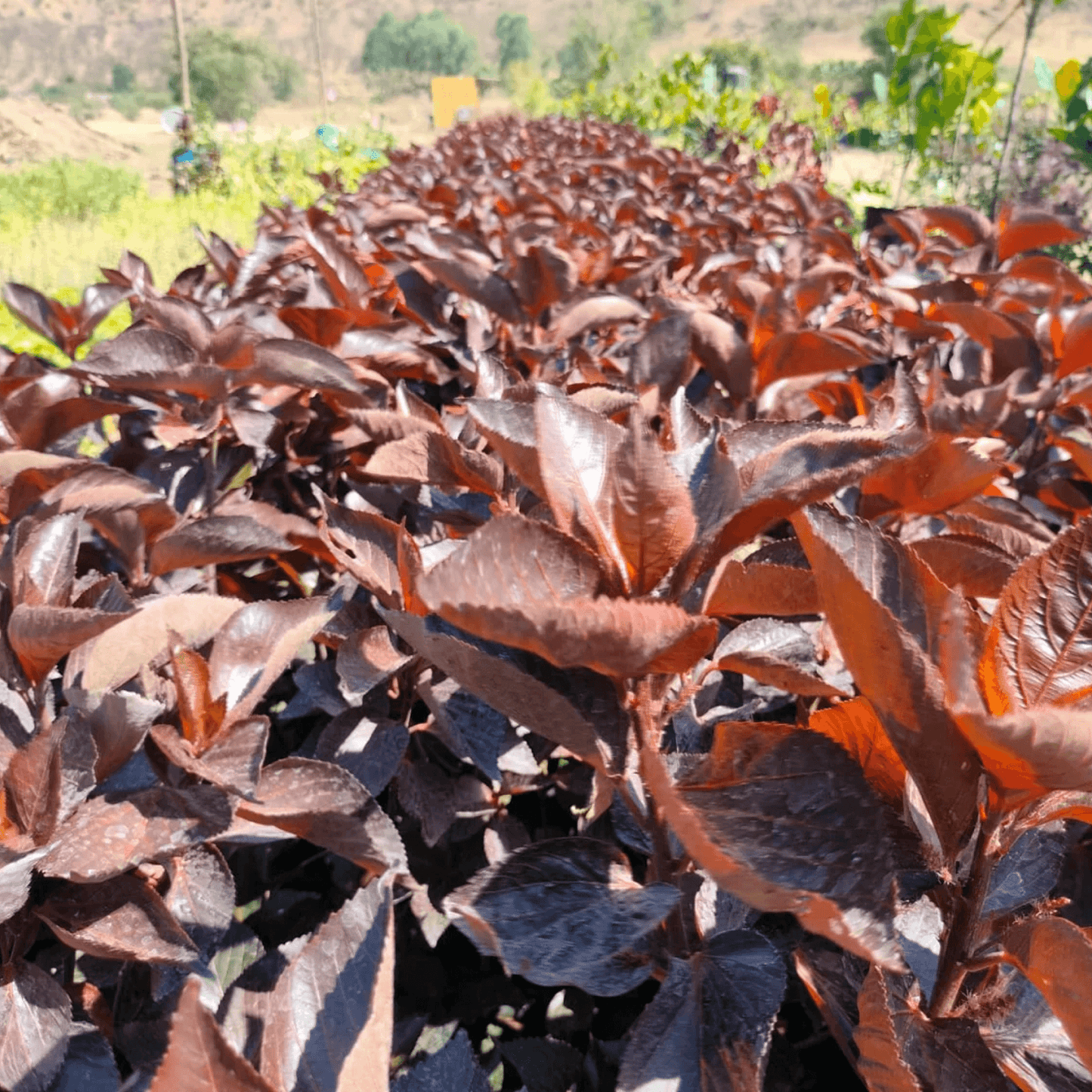 Acalypha Wilkesiana Macrophylla Plant