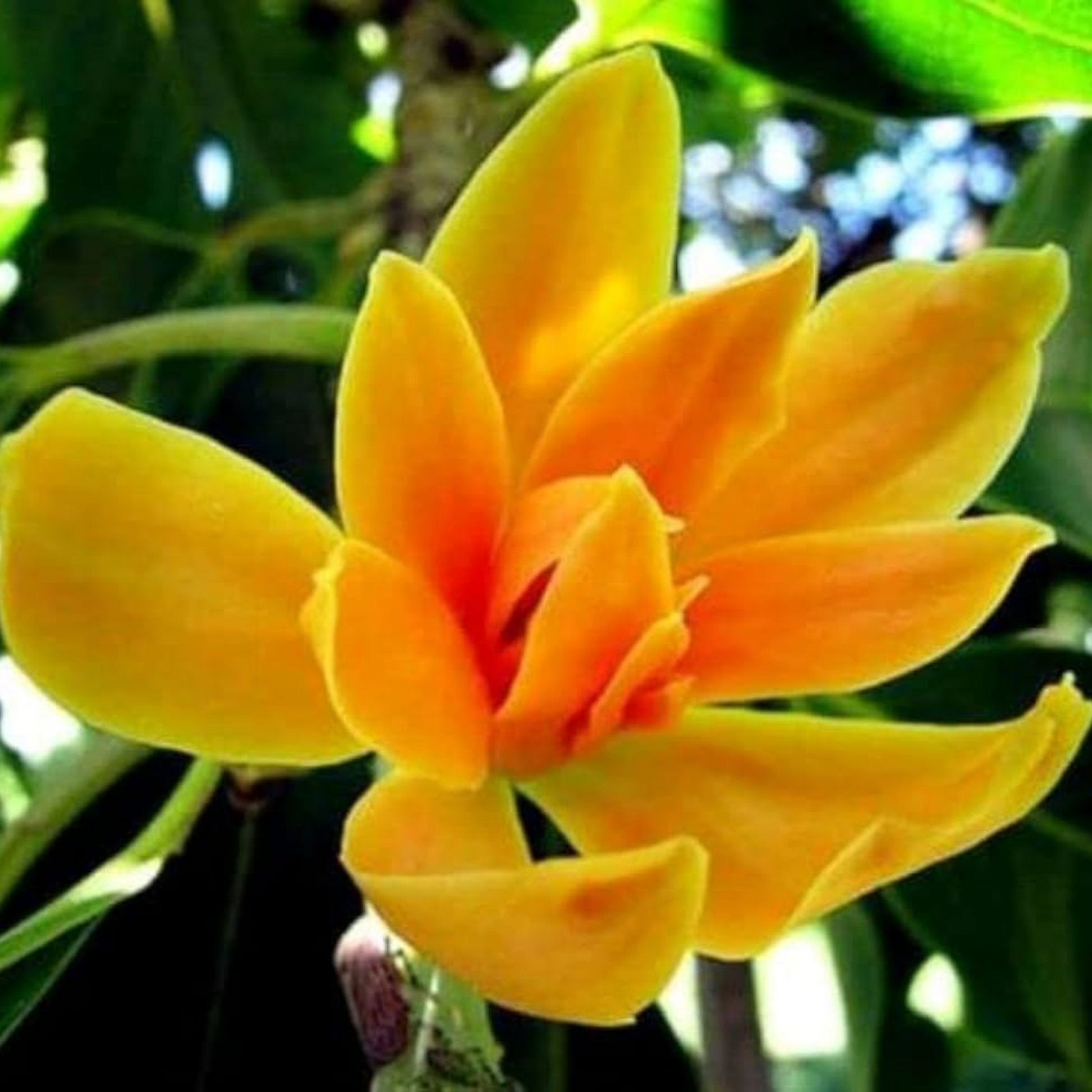 Michelia Champa (Orange) Plant