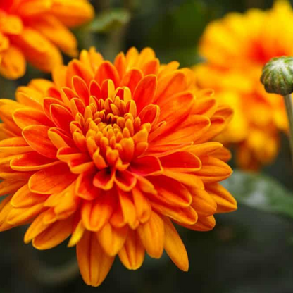 Shevanti Chrysanthemum (Orange) Plant