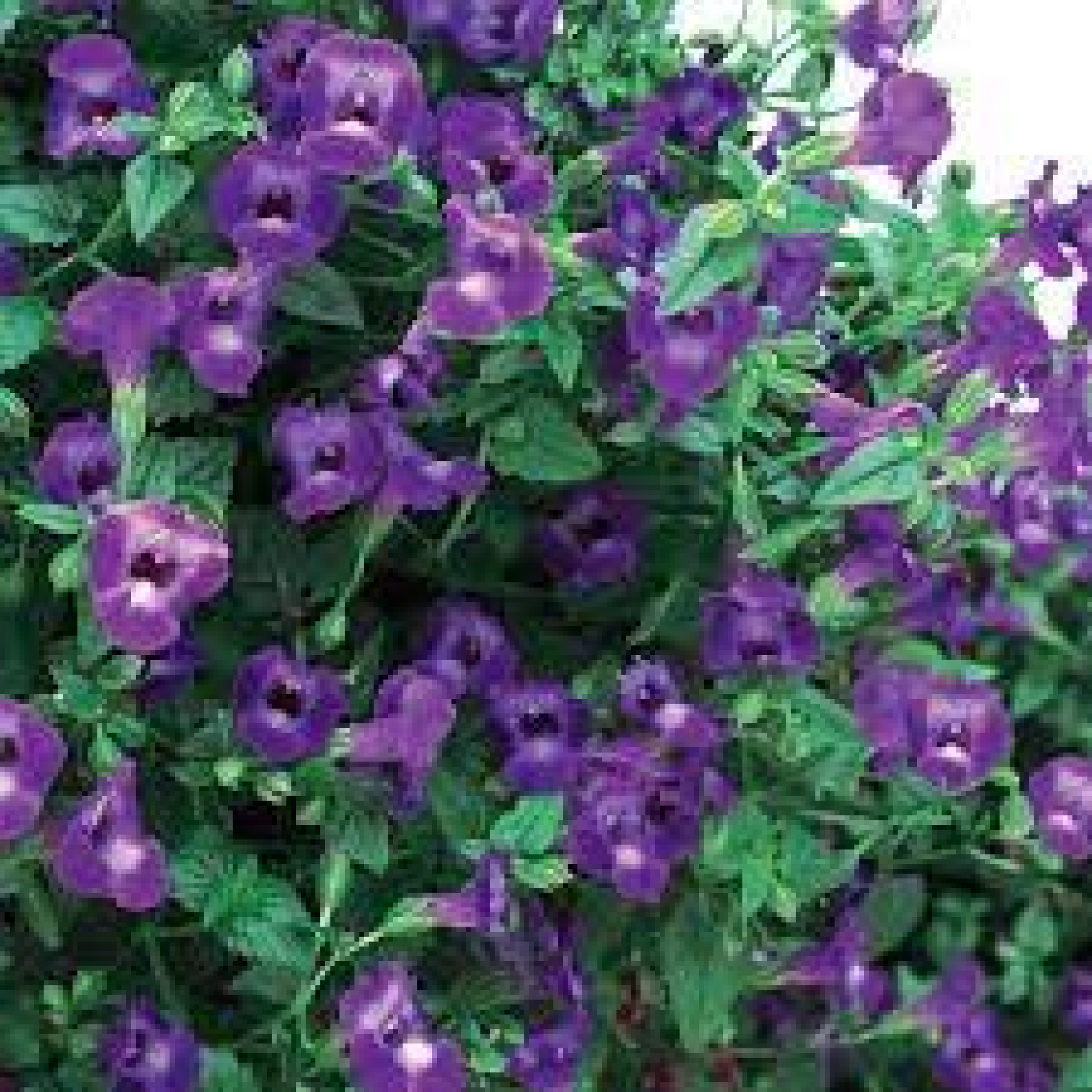 Torenia (Violet) Plant