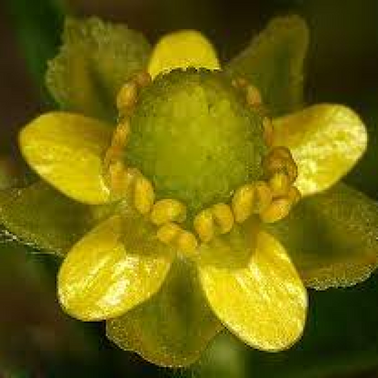 Ranunculus sceleratus Plant