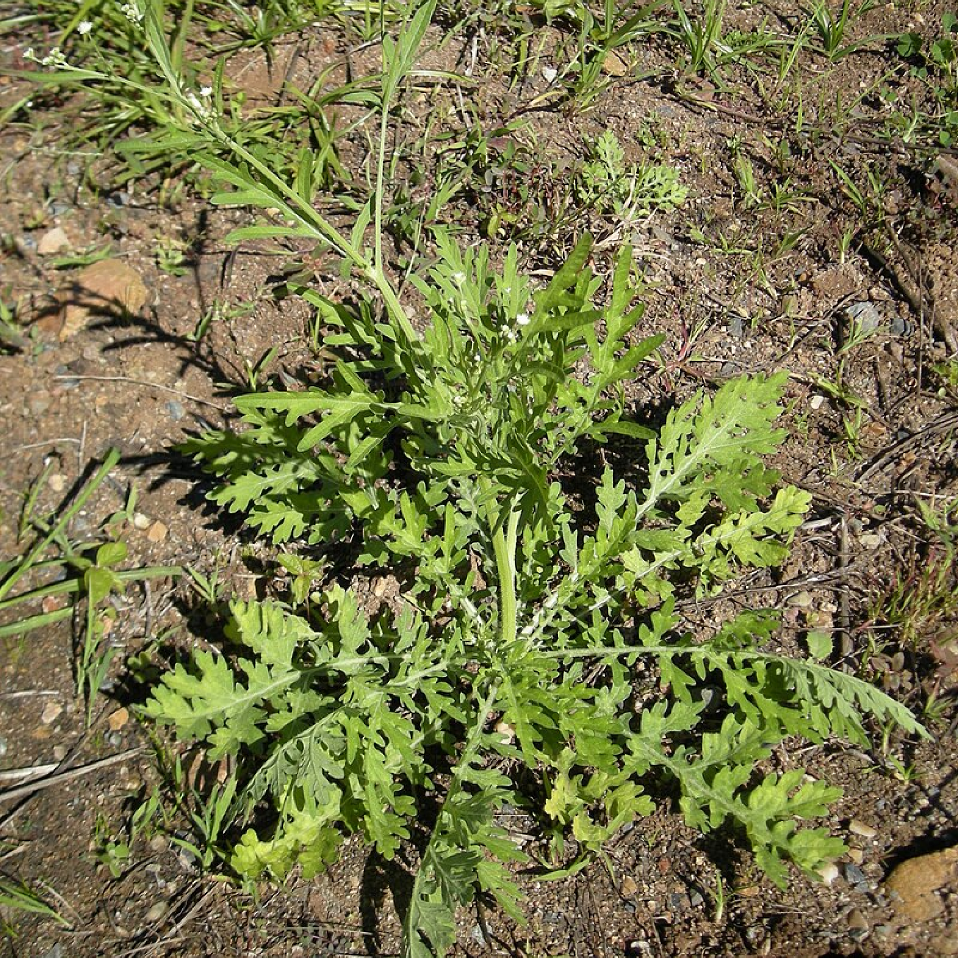 Parthenium hysterophorus Plant