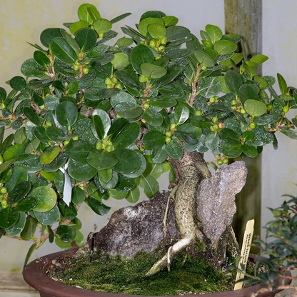 Ficus Panda Bonsai Plant