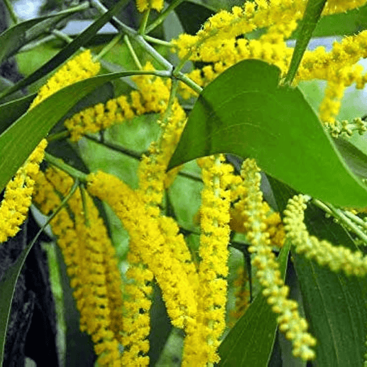 Acacia Auriculiformis, Australian Babul Plant