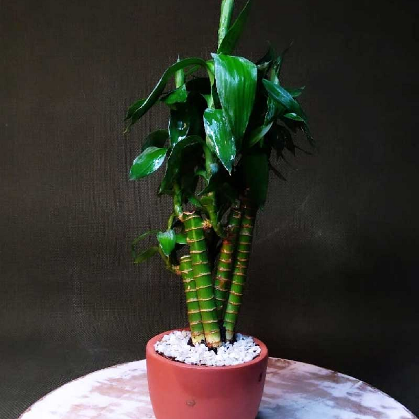 Multidrop Lotus Tiger Sticks Lucky Bamboo - Plant