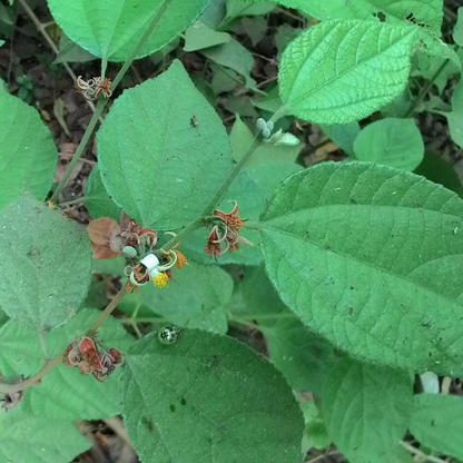 Grewia hirsuta Plant