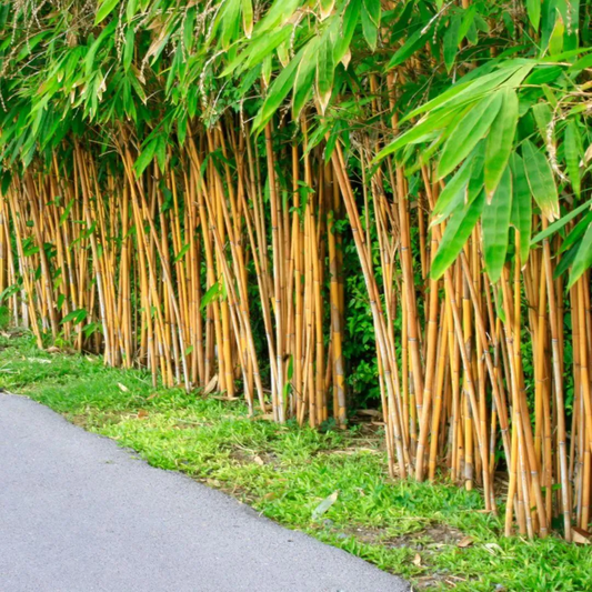 Golden Bamboo Plant