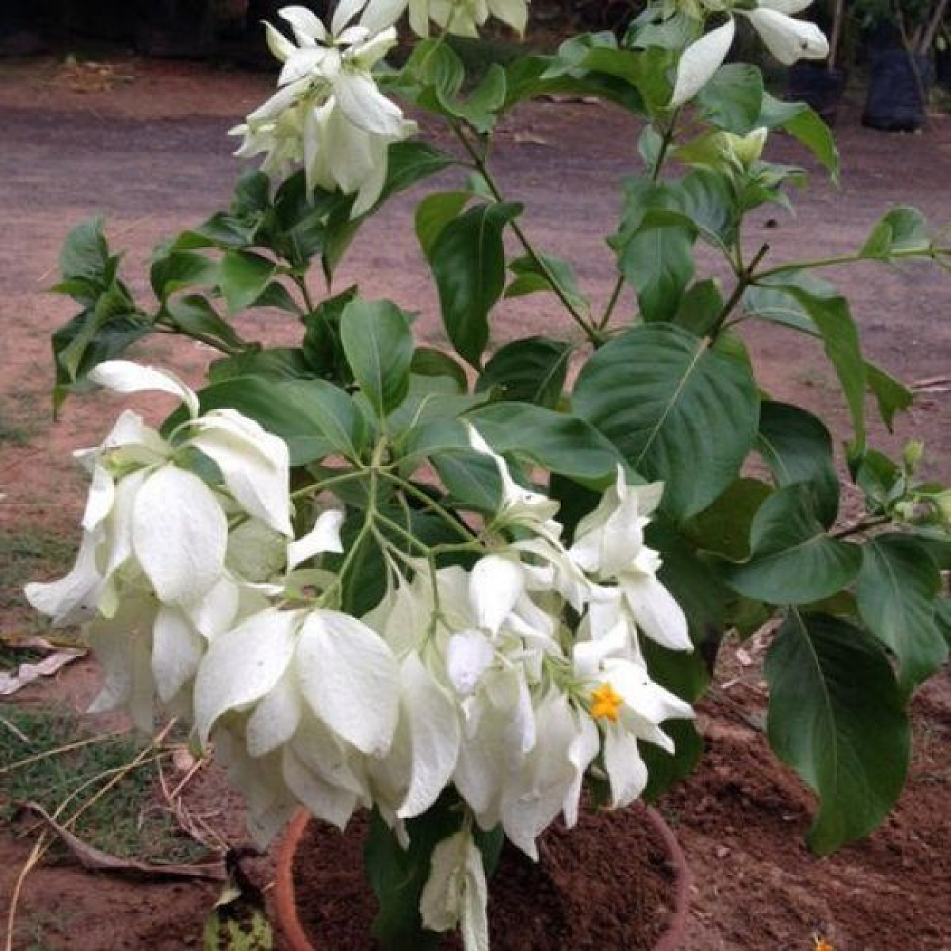 Mussaenda (Any Color) Plant
