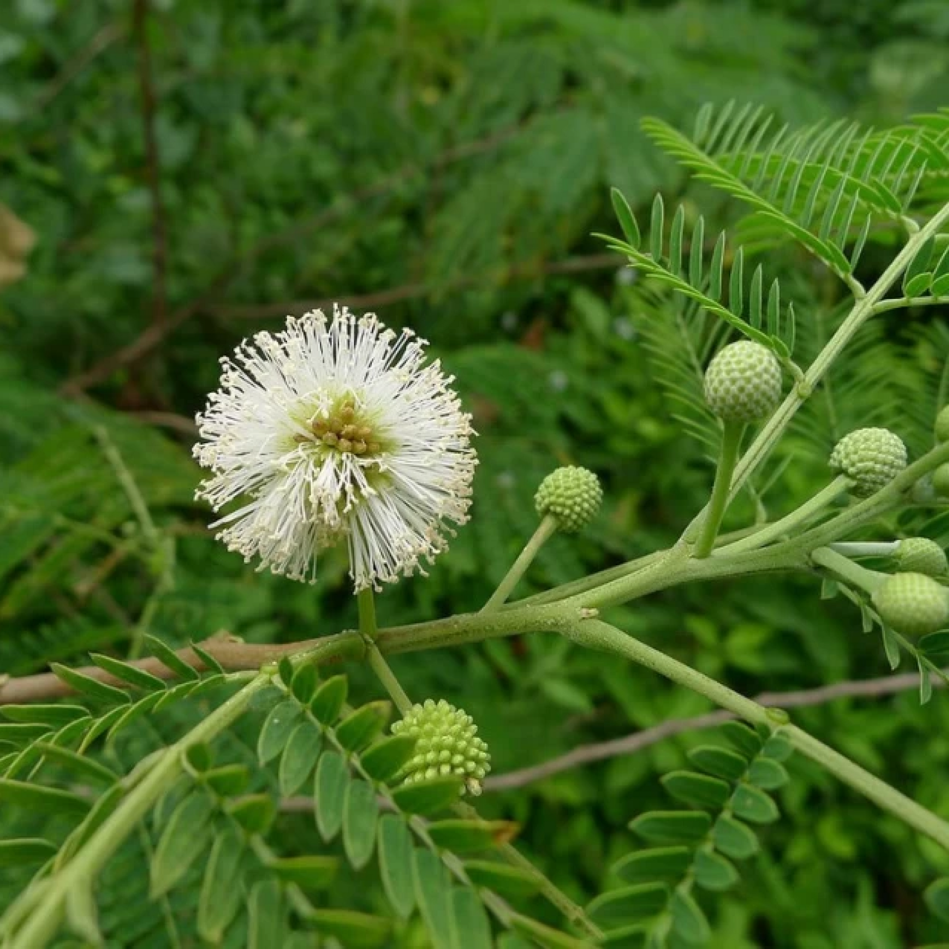 Leucaena Leucocephala Subabool Plant